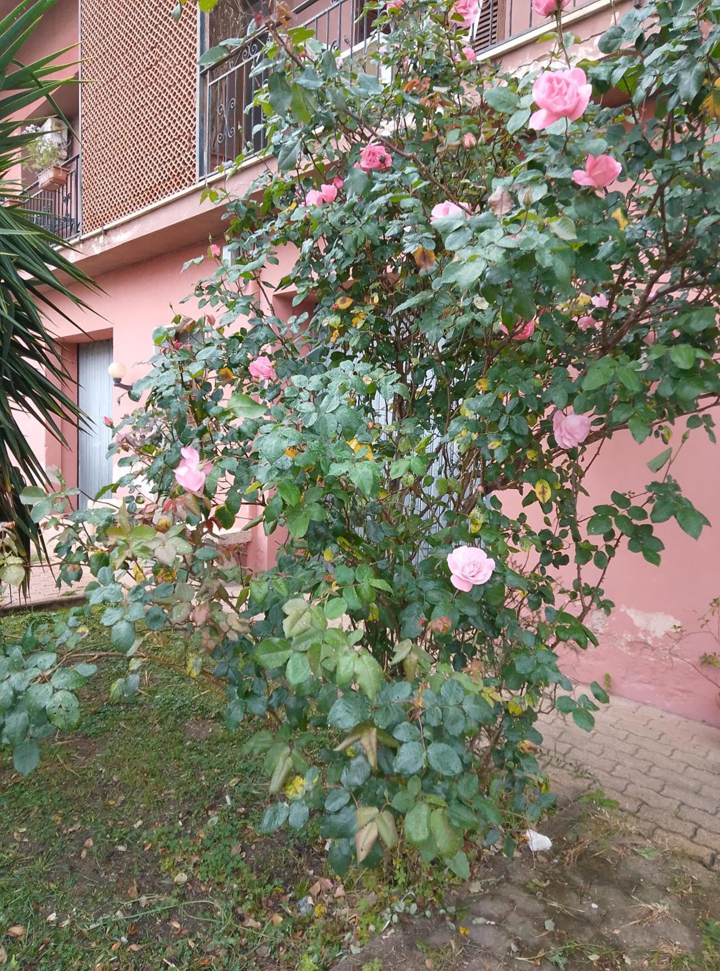 Smeralda Room'S Olbia Buitenkant foto